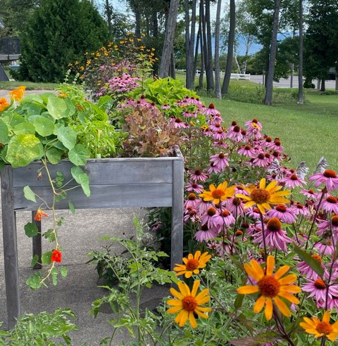 A raised garden bed.